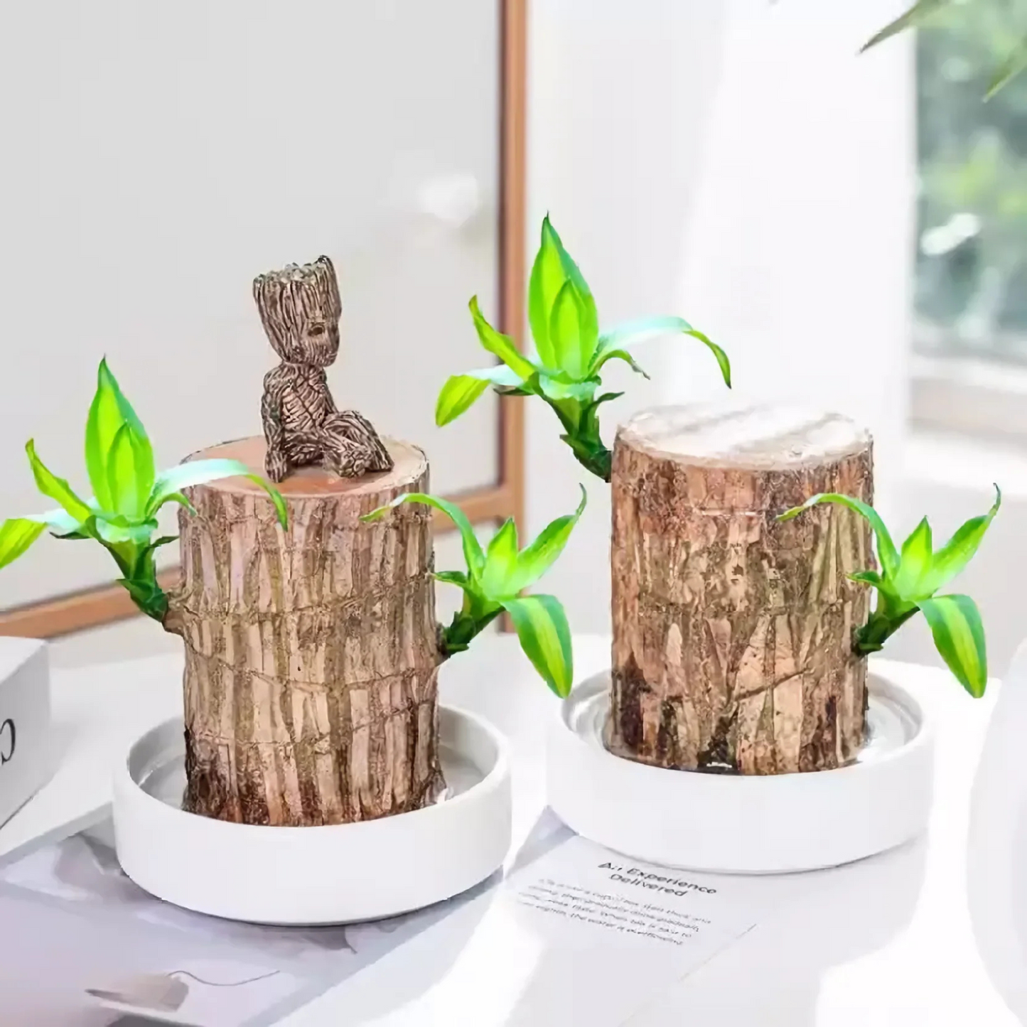 Brazilian Driftwood (Caesalpinia echinata) Indoor Live Plant