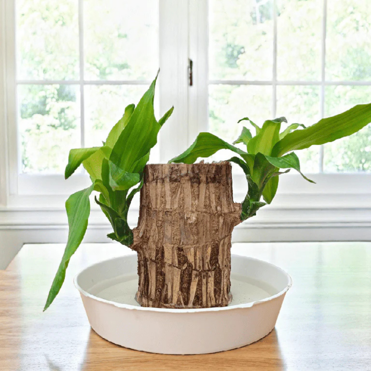 Brazilian Driftwood (Caesalpinia echinata) Indoor Live Plant
