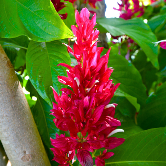 Brazilian Red-Cloak (Megaskepasma erythrochlamys) Rare Flowering Live Plant