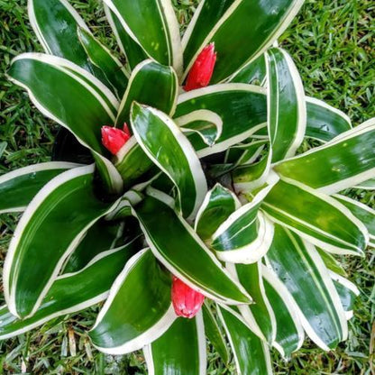 Variegated Bromeliads – Rare & Exotic Live Plant