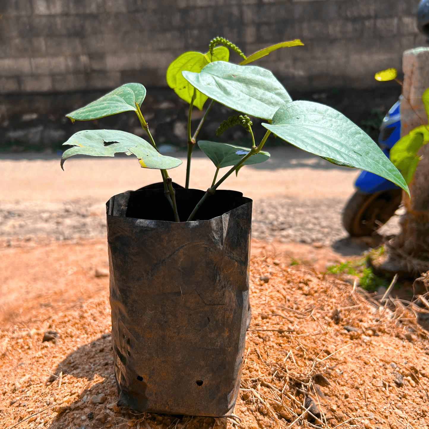 Bush Black Pepper Panniyur Grafted Live Plant with Fruit