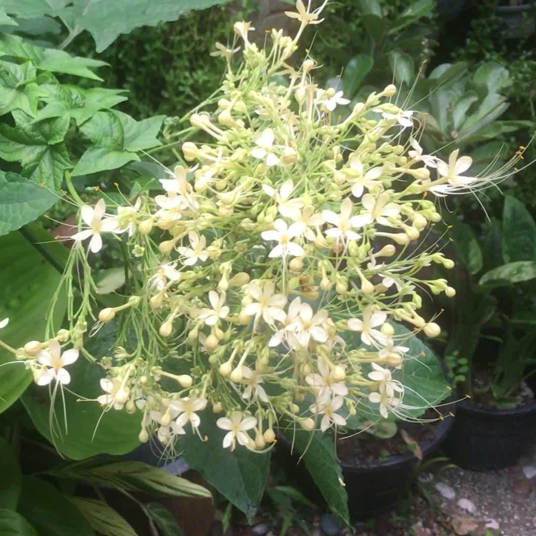 White krishnakireedam(Clerodendrom Paniculatum) Rare  Flowering Live Plant