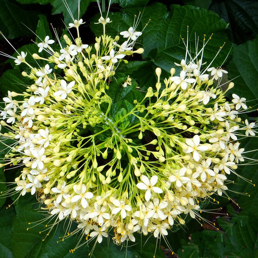 White krishnakireedam(Clerodendrom Paniculatum) Rare  Flowering Live Plant