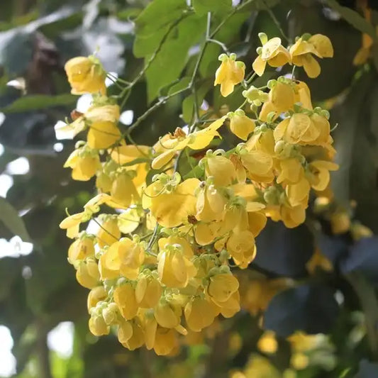Canadian Konna, Golden Shower Tree, Amaltas Live Plant