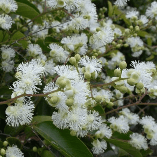 Candle Vine (Pothos longipes) Rare Flowering Live Plant