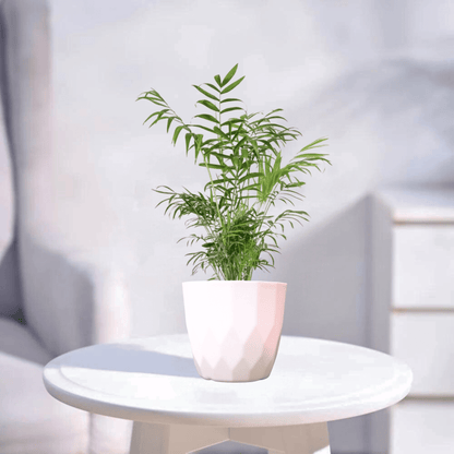 Chamaedorea Palm | Indoor Plant