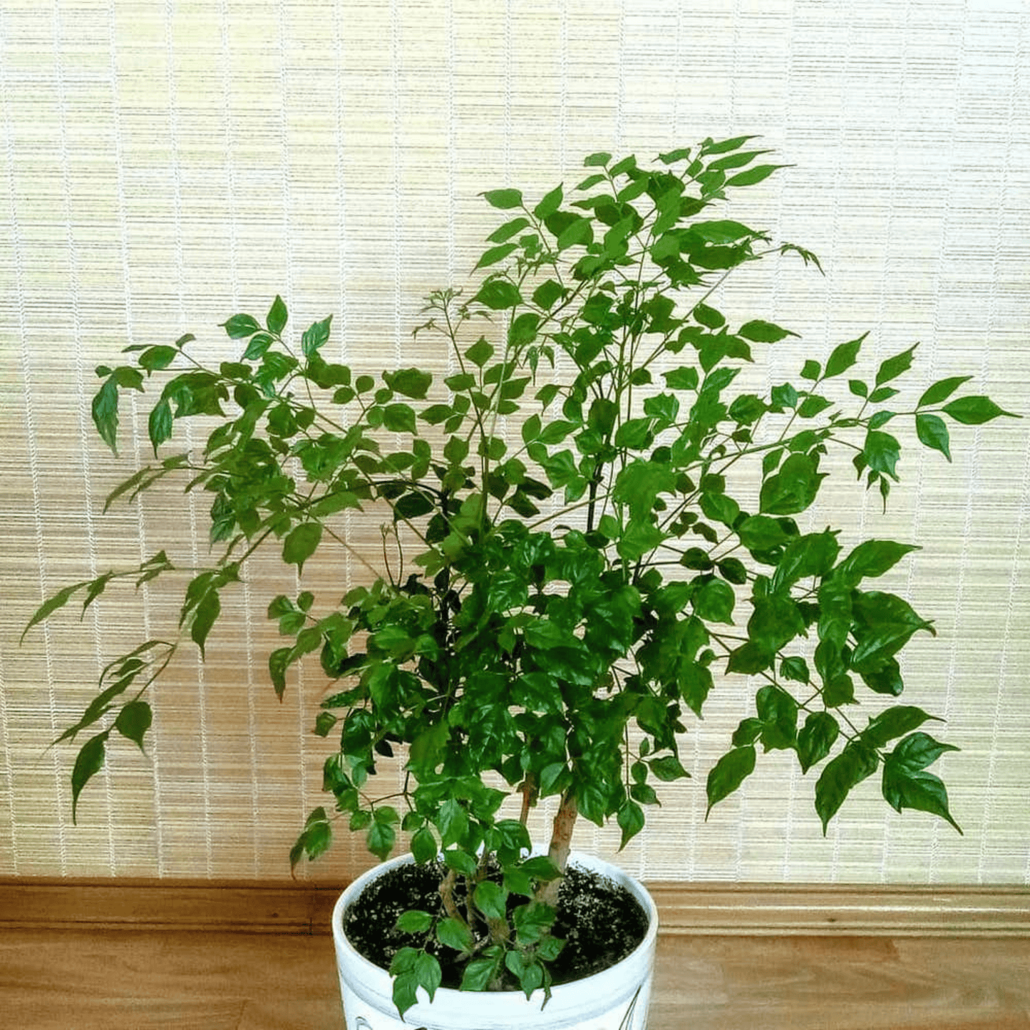 China Doll (Radermachera sinica) Indoor / Outdoor Live Plant