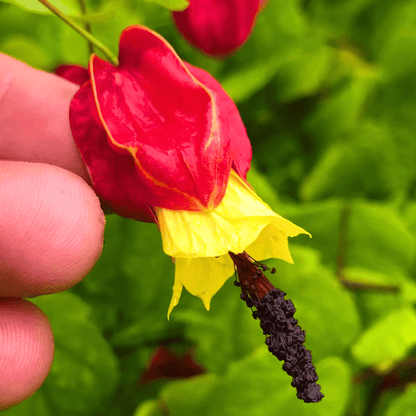 Chinese Lantern (Abutilon megapotamicum) Rare Flowering Live Plant