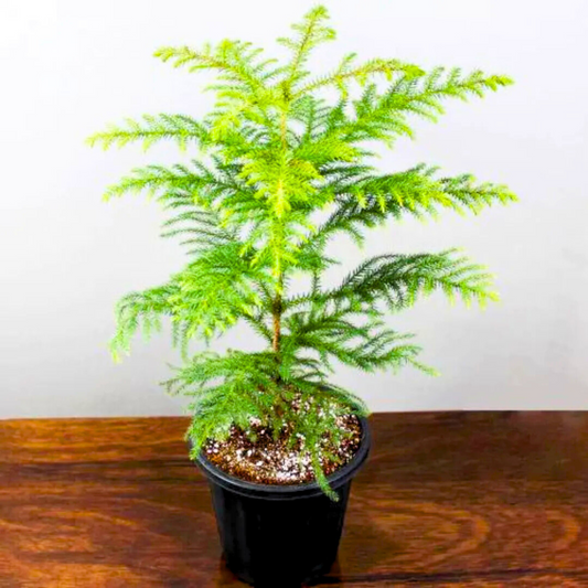 Christmas Tree (Araucaria columnaris) Ornamental Live Plant