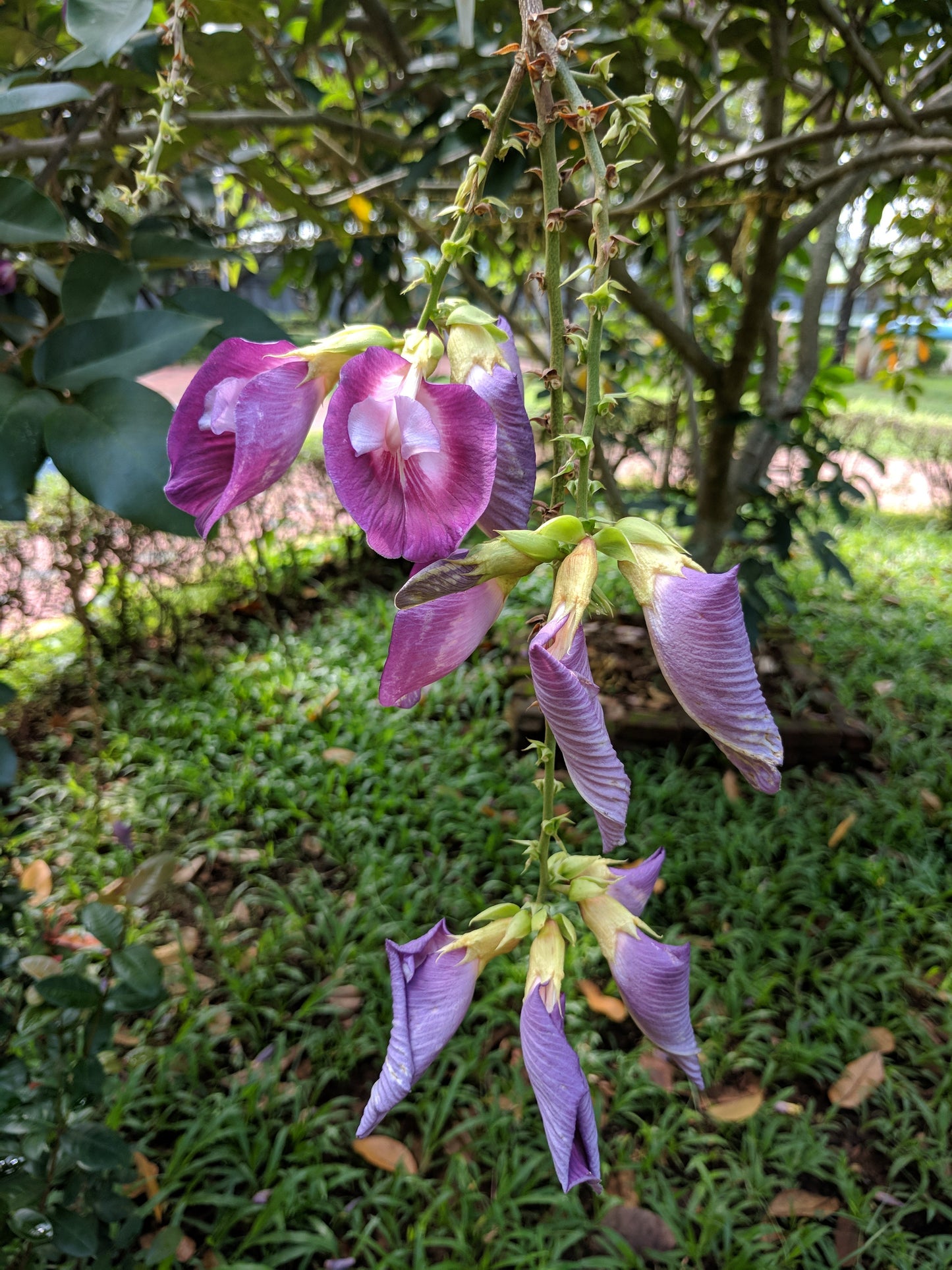 Butterfly Pea Tree (Clitoria arborea) Rare Live Plant