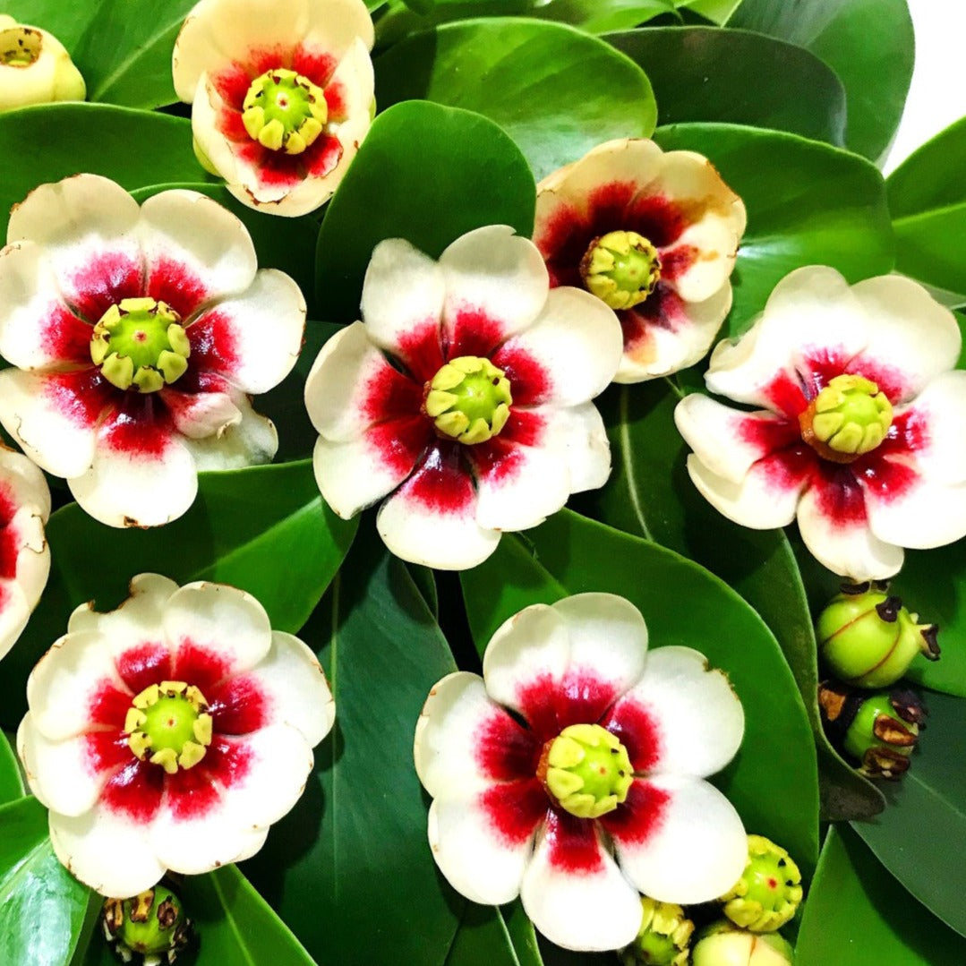 Autograph (Clusia rosea) Flowering Live Plant