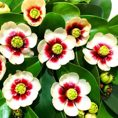 Autograph (Clusia rosea) Flowering Live Plant