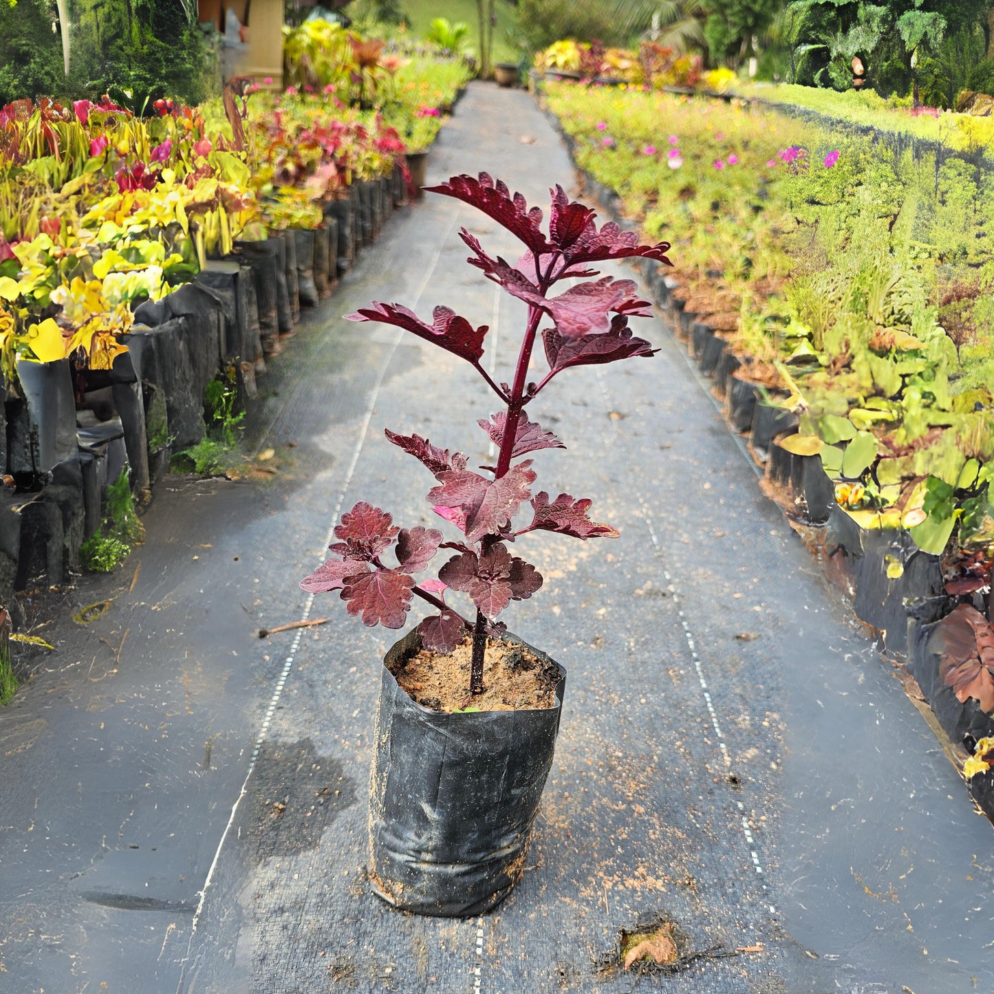 Coleus 'Bronze Age' Ornamental Live Plant