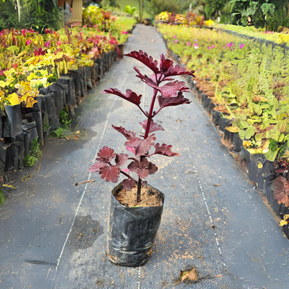 Coleus 'Bronze Age' Ornamental Live Plant