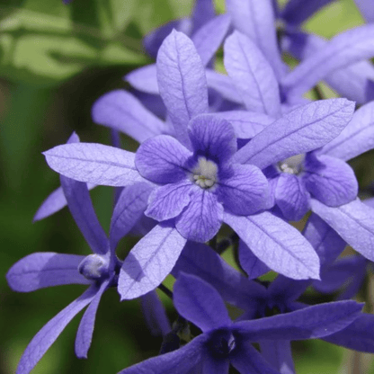Colourful Creeper Trio - Congea, White Petrea and Blue Petrea Combo Live Plant