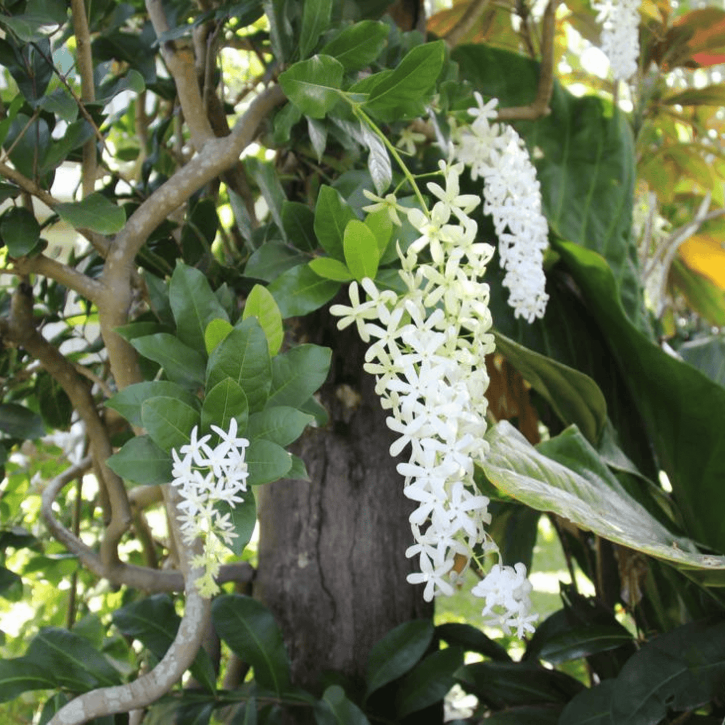 Colourful Creeper Trio - Congea, White Petrea and Blue Petrea Combo Live Plant