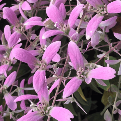 Colourful Creeper Trio - Congea, White Petrea and Blue Petrea Combo Live Plant