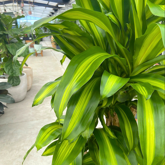 Corn Plant (Dracaena fragrans 'Massangeana') Indoor / Outdoor Live Plant