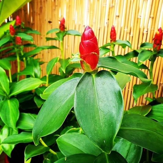 Costus Red (Dolomiaea costus) Flowering Live Plant