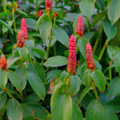 Costus Red (Dolomiaea costus) Flowering Live Plant