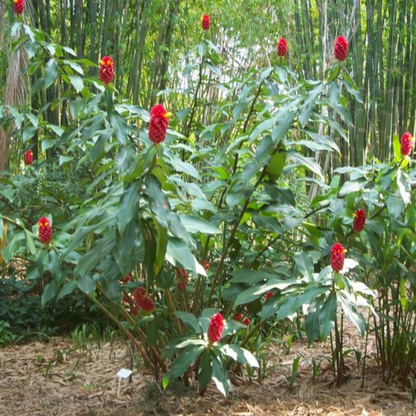 Costus Red (Dolomiaea costus) Flowering Live Plant
