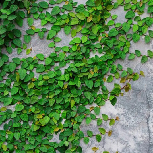 Creeping Fig (Ficus Pumila) Ornamental Live Plant