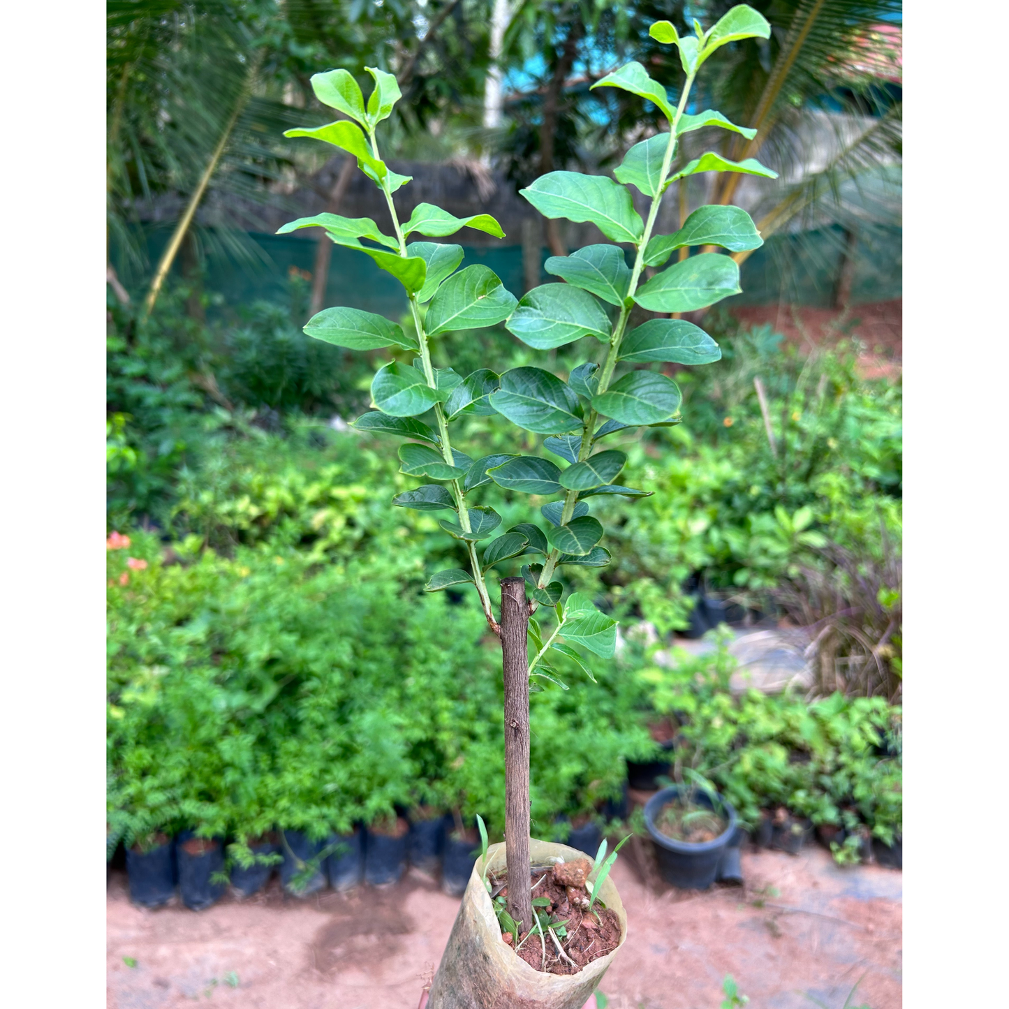 Crepe Myrtle White (Lagerstroemia) Rare Flowering Live Plant