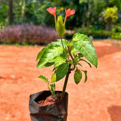 Crossandra Red (Kanakambaram) All Time Flowering Live Plant