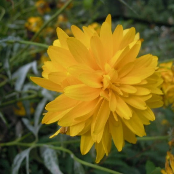 Rudbeckia Laciniata (Cutleaf Coneflower) Flowering Live Plant