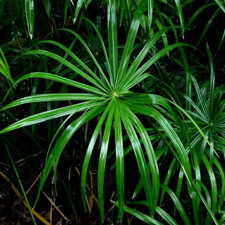 Umbrella Palm (Cyperus alternifolius) Indoor / Outdoor Live Plant