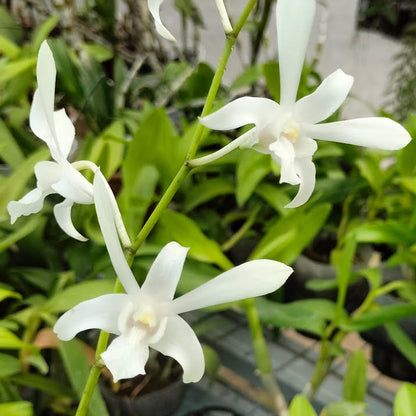 Dendrobium Caesar White Orchids with Flower