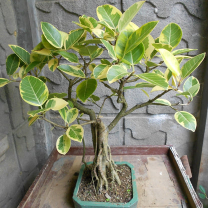 Varigated Banyan Tree Bonsai Live Plant