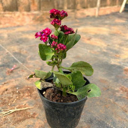 Dark Pink Kalanchoe (Blossfeldiana) All Time Flowering Live Plant