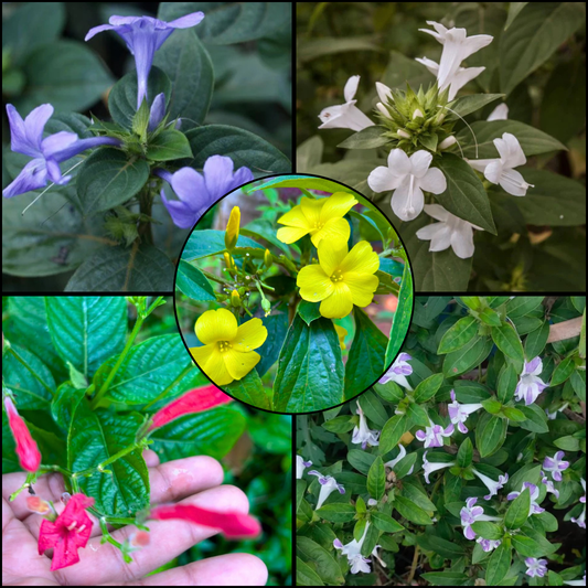 December Flowering Plants Combo