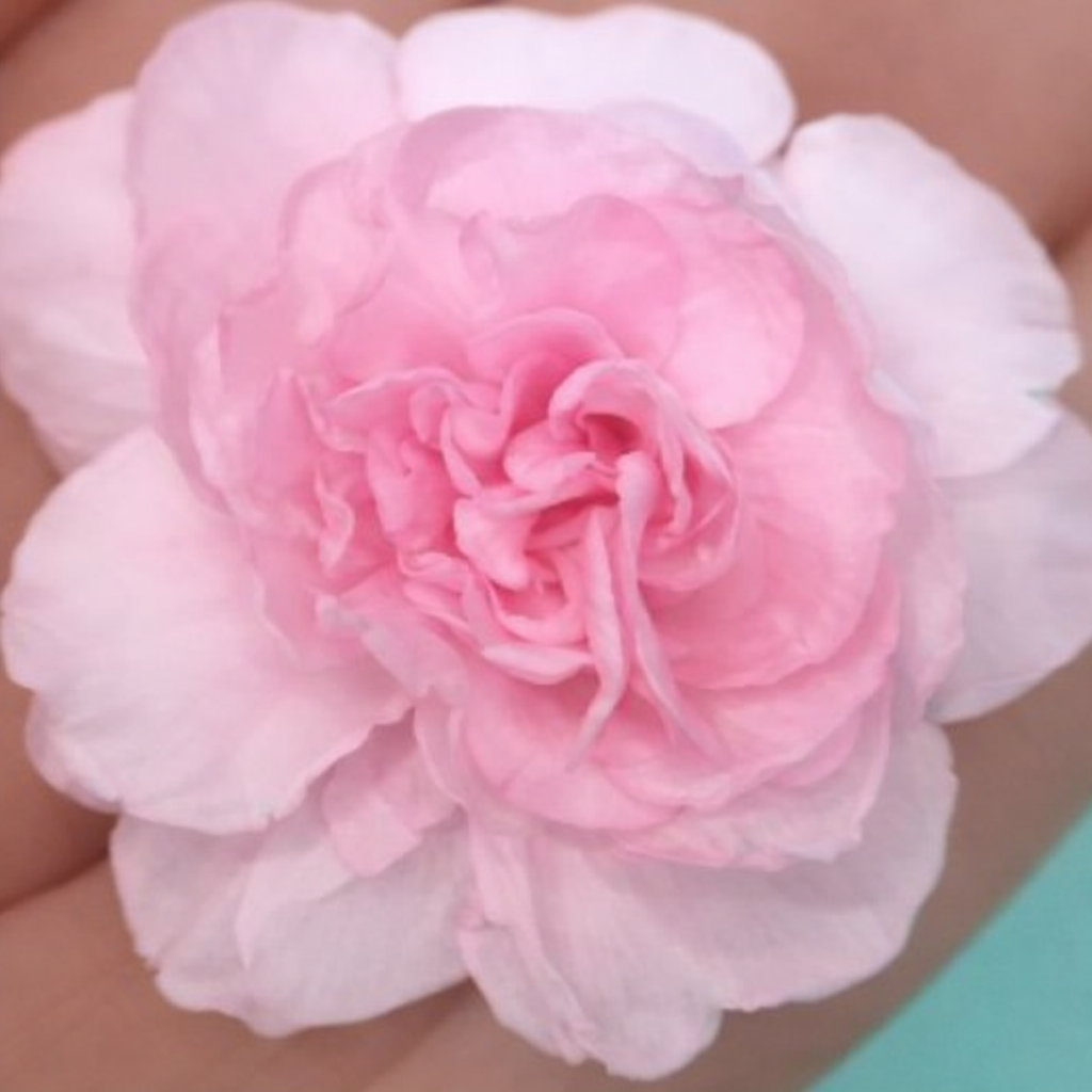 Multipetal  Pink  balsam / impatient pink multipetal  Rare All Time Flowering Live Plant