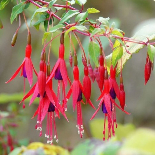 Fuchsia Desi Variety (Fuchsia magellanica) Rare All Time Flowering Live Plant