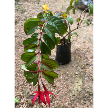 Fuchsia Desi Variety (Fuchsia magellanica) Rare All Time Flowering Live Plant