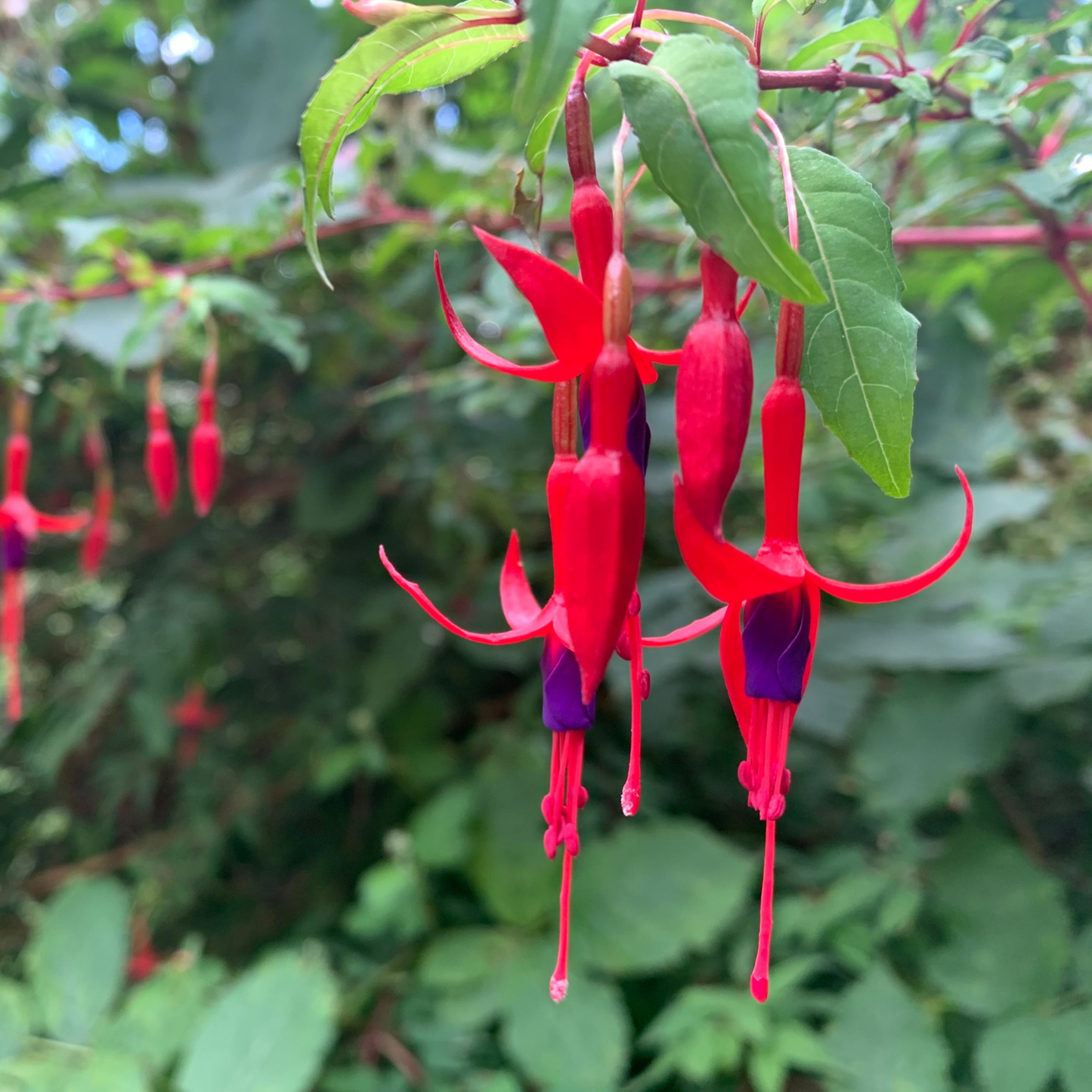 Fuchsia Desi Variety (Fuchsia magellanica) Rare All Time Flowering Live Plant