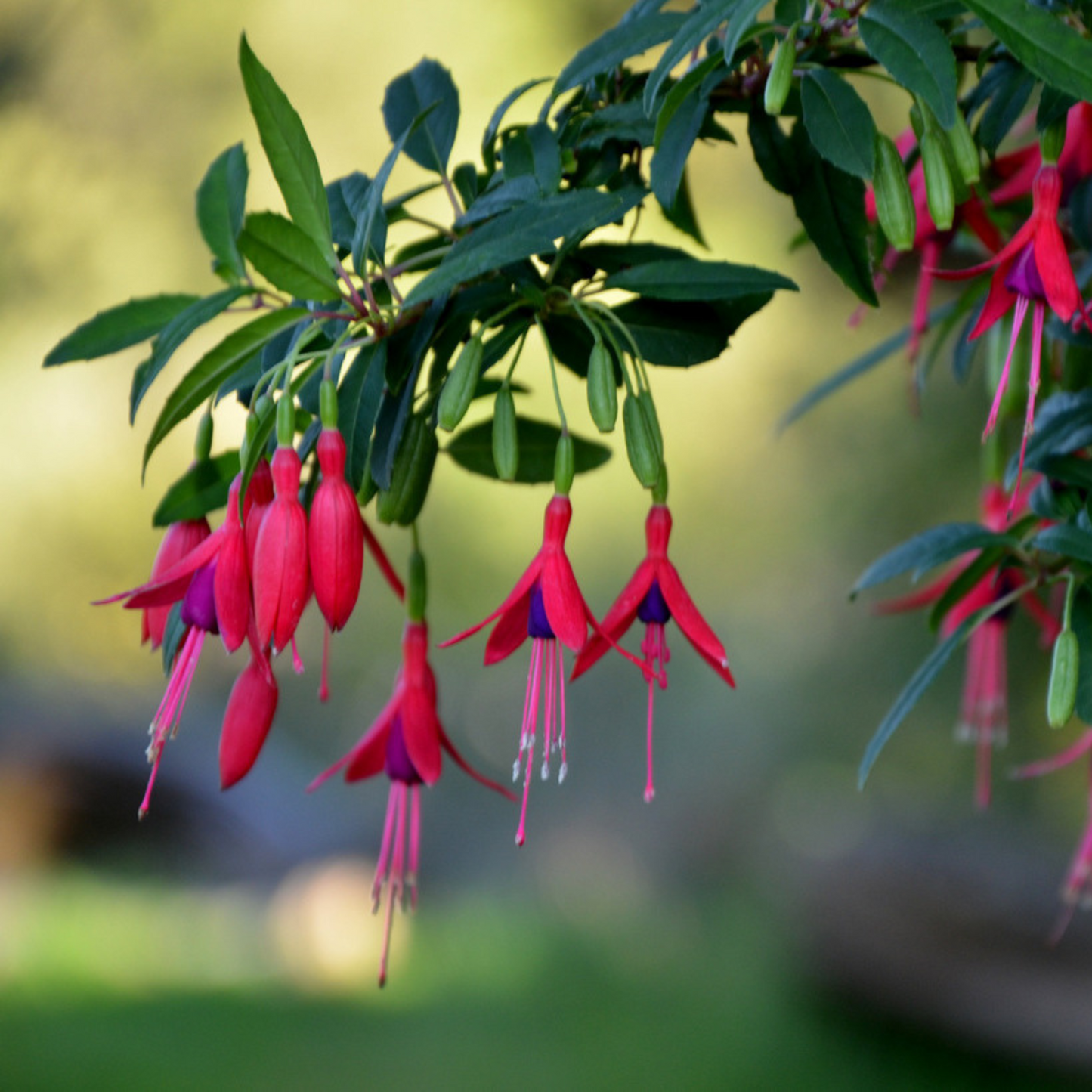 Fuchsia Desi Variety (Fuchsia magellanica) Rare All Time Flowering Live Plant