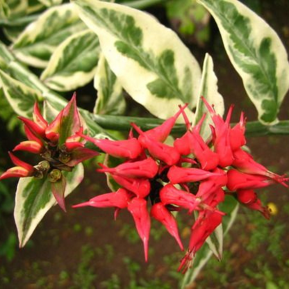 Devil's Backbone (Euphorbia tithymaloides) Variegated Leaves Flowering Live Plant