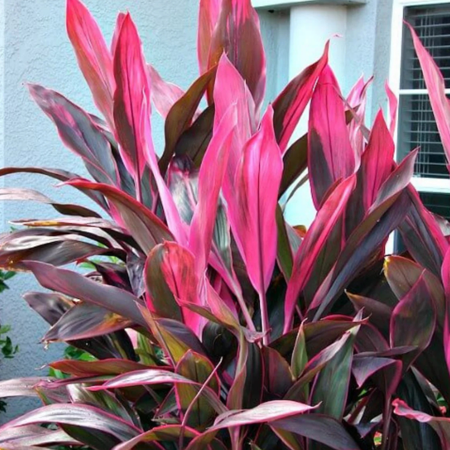 Dracaena Red (Madagascar Dragon Tree) Indoor / Outdoor Live Plant