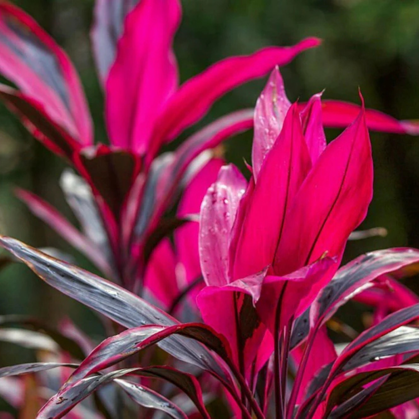 Dracaena Red (Madagascar Dragon Tree) Indoor / Outdoor Live Plant