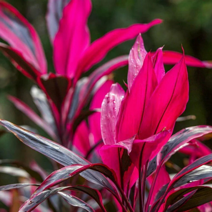 Dracaena Red (Madagascar Dragon Tree) Indoor / Outdoor Live Plant