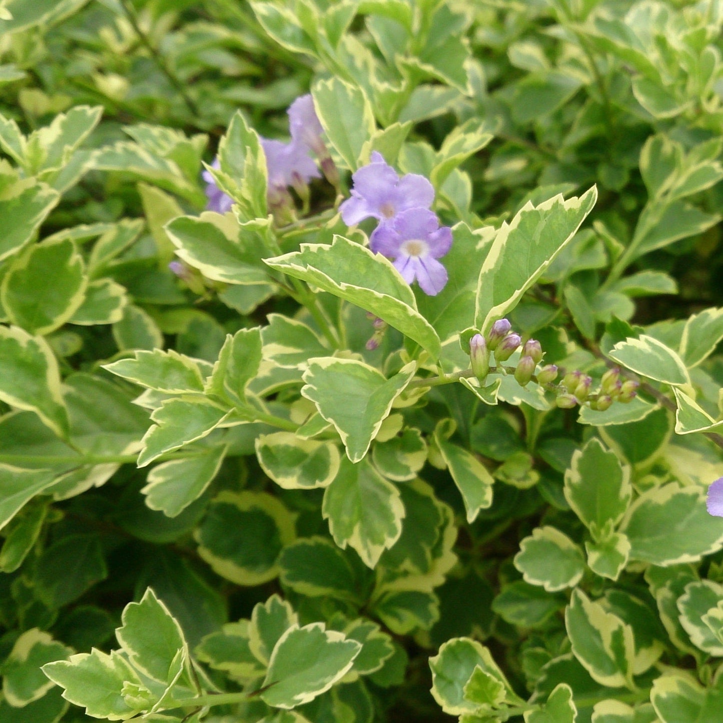 Duranta Erecta (Variegated Sky Flower) Ornamental Live Plant