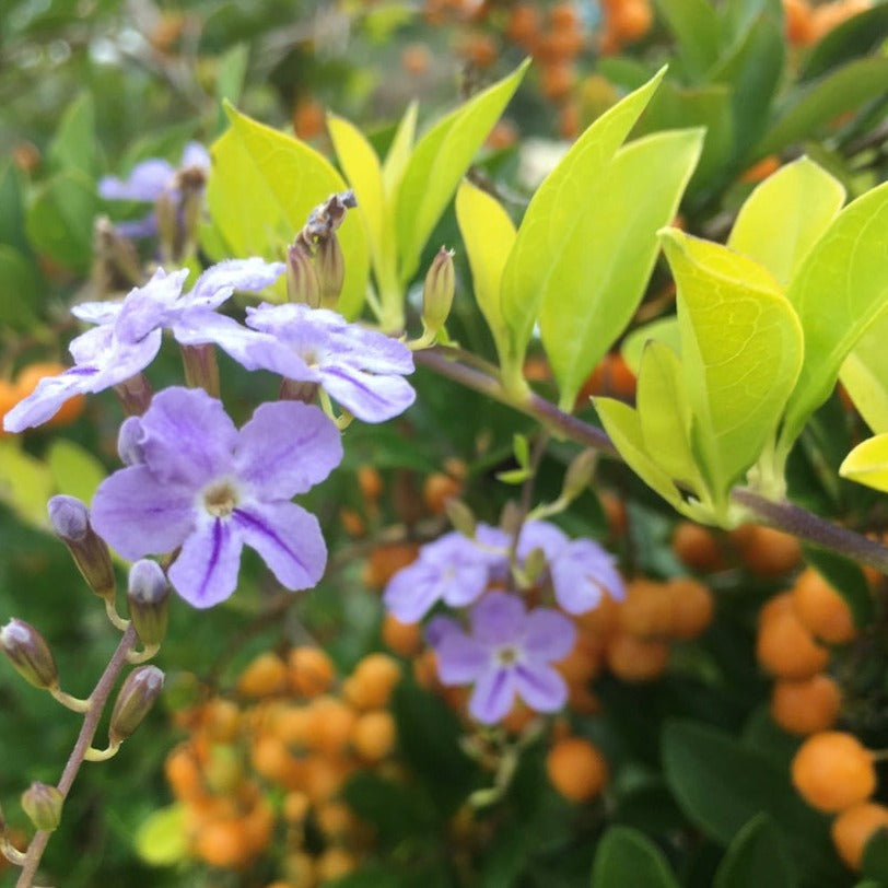Duranta Erecta Purple Flower with Yellow (Gold Mound) Leaves Ornamental Live Plant