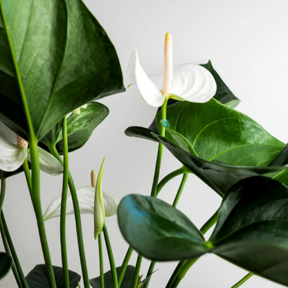 Dwarf Anthurium Andraeanum White Heart Indoor/Outdoor Live Plant