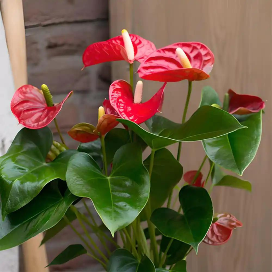 Dwarf Anthurium Stilo Red Indoor/Outdoor Live Plant