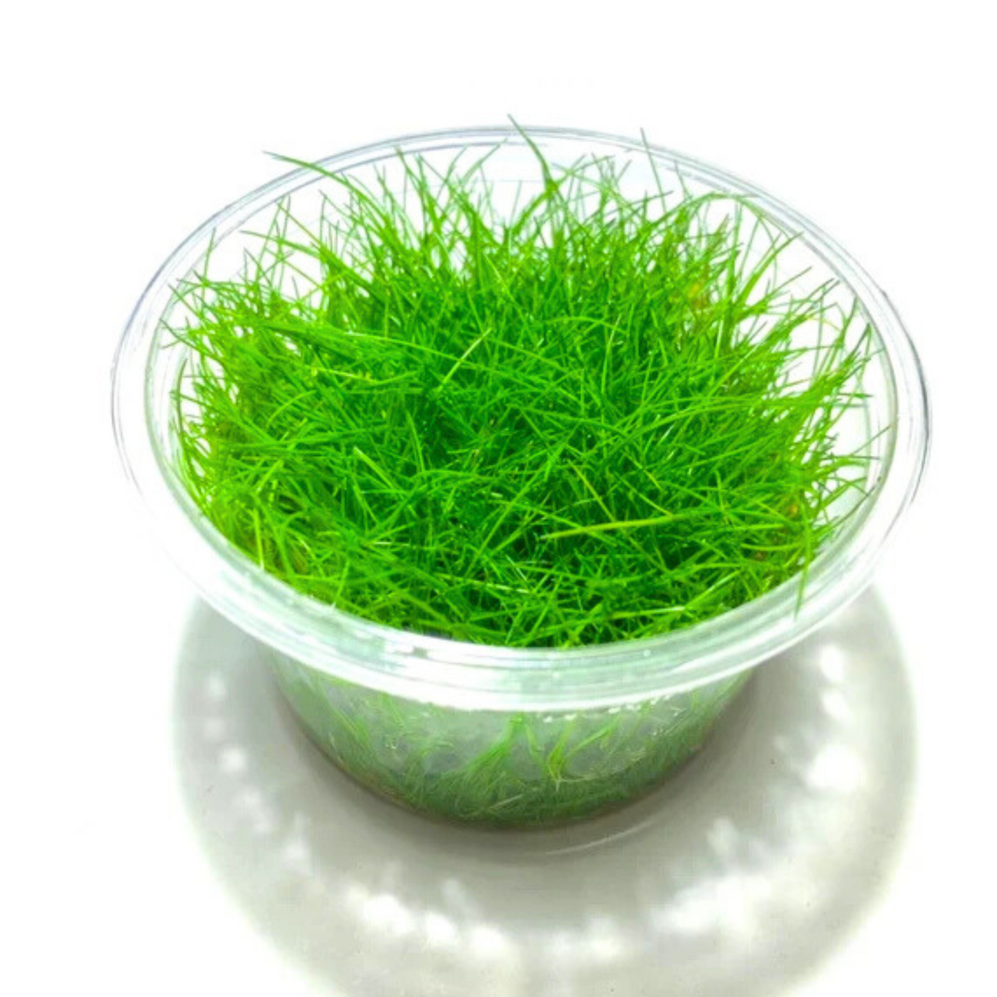 Dwarf Hair Grass Tissue Culture Cup (Eleocharis Parvula) Aquarium Live Plant