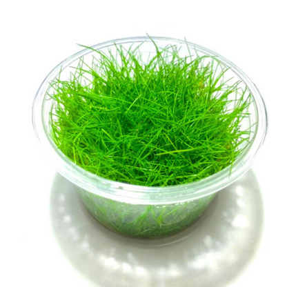 Dwarf Hair Grass Tissue Culture Cup (Eleocharis Parvula) Aquarium Live Plant