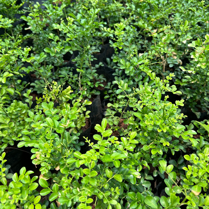 Dwarf Kamini (Murraya Paniculata) Highly Fragrant Rare Flowering Live Plant